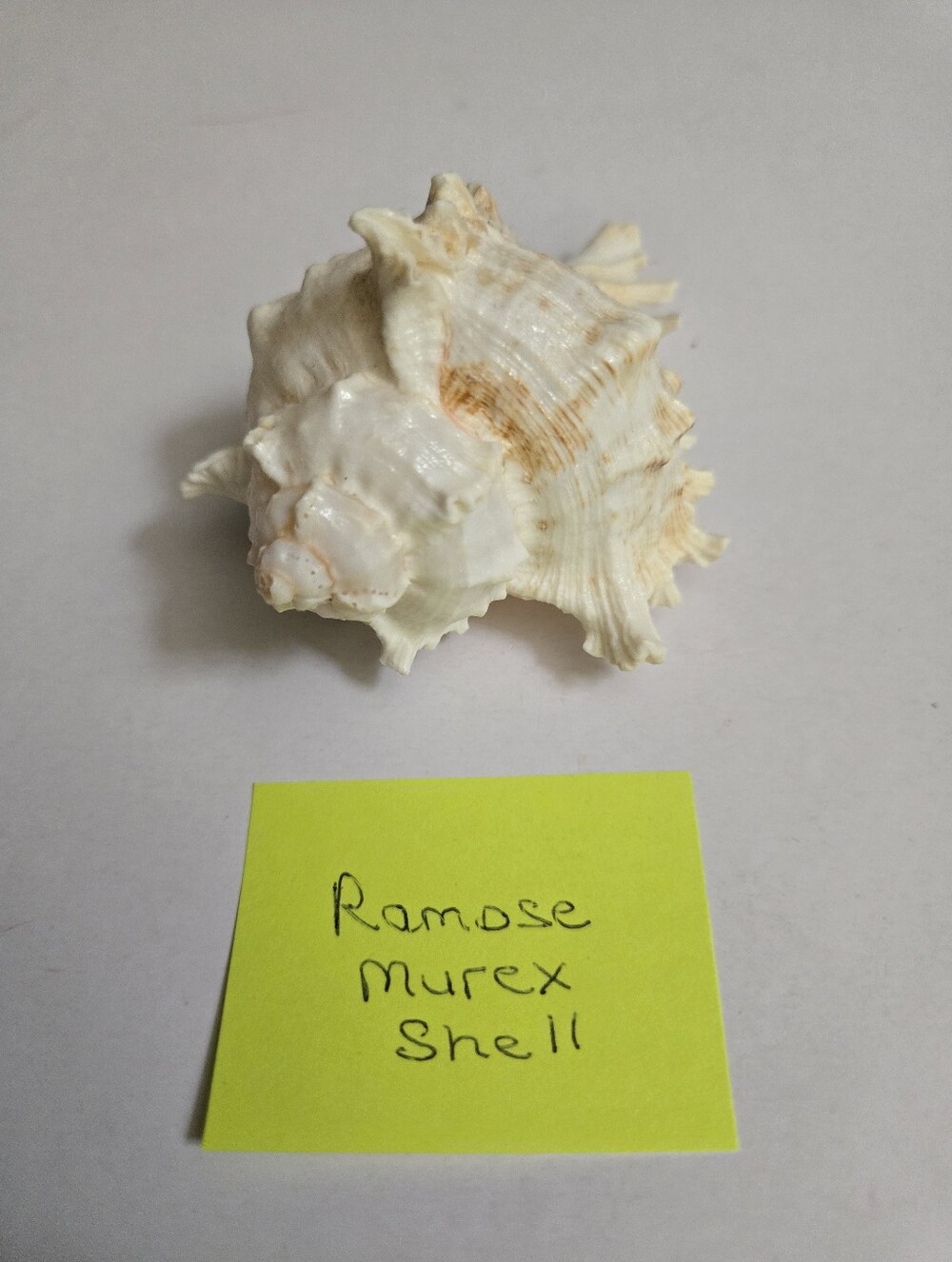 Set /3 Sea Shells - Picture 8 of 16